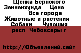 Щенки Бернского Зенненхунда  › Цена ­ 40 000 - Все города Животные и растения » Собаки   . Чувашия респ.,Чебоксары г.